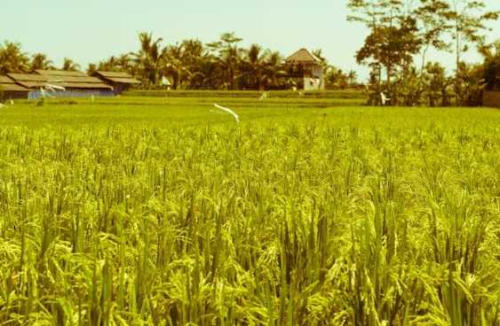Kabupaten Penghasil Padi Terbesar di Jawa Barat, Garut ke Berapa Ya?